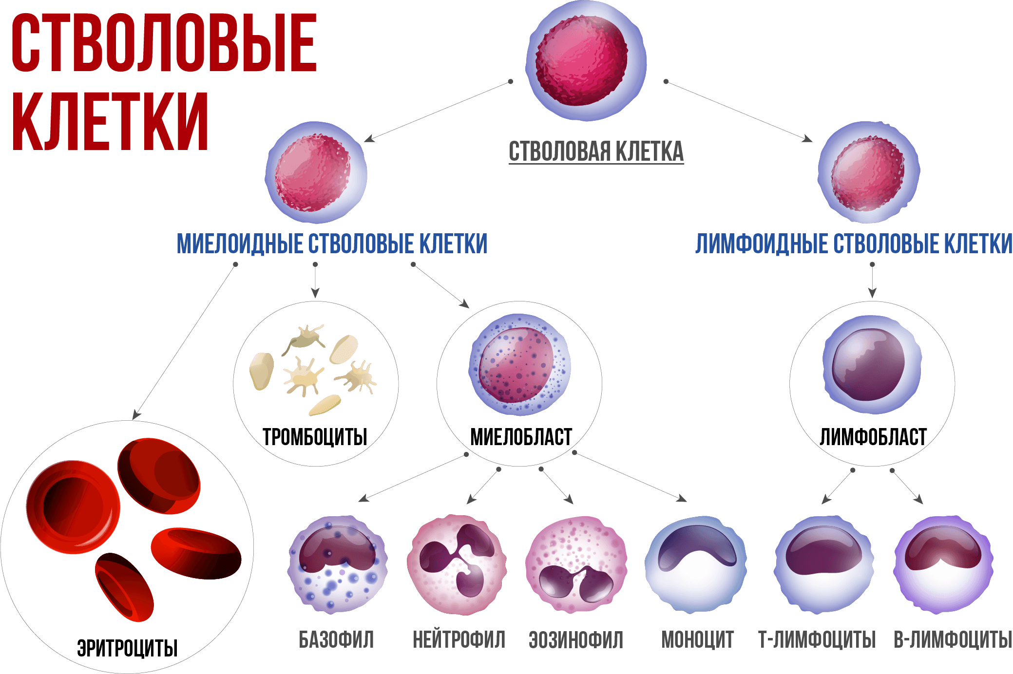 Элементы белой крови. Полипотентная стволовая кроветворная клетка. Схема кроветворения острые лейкозы. Незрелые клетки крови. Полипотентные стволовые кроветворные клетки это.